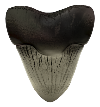 2025 Ghana 3D Megalodon Shark Tooth 2 oz Silver Coin