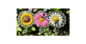 2026 Nature’s Brass Pollinators & Flowers 6 grams .999 Colorized Silver