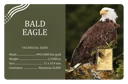 In Stock! Bald Eagle 1/1000 oz Gold Medal in Card
