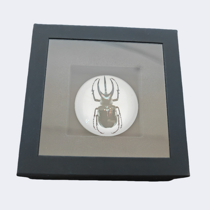 2024 Truth Guard Atlas Beetle 2 oz Silver Coin (08/12)