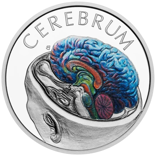 Estimate: 2026 Niue Human Body - Brain Proof 1 oz Silver Coin